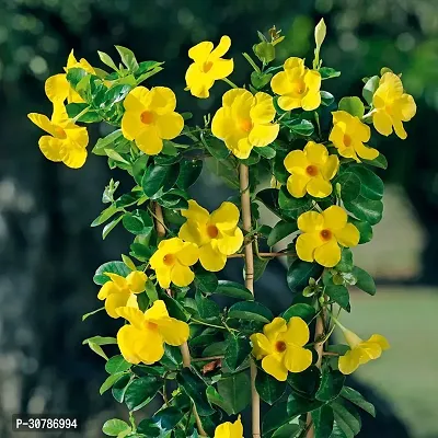 Rare Yellow Mandevilla Creeper Live Plant Live Mature Flower Plant upto 2ft Height Yellow Variety Plant Pack of 1-thumb5