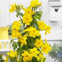 Rare Yellow Mandevilla Creeper Live Plant Live Mature Flower Plant upto 2ft Height Yellow Variety Plant Pack of 1-thumb3