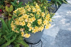 Peela Mandevilla ka Paudha | Mature Climber Yellow Mandevilla Live Flower Plant upto 2ft Height  Grown from Cuttings Pack of 1-thumb4