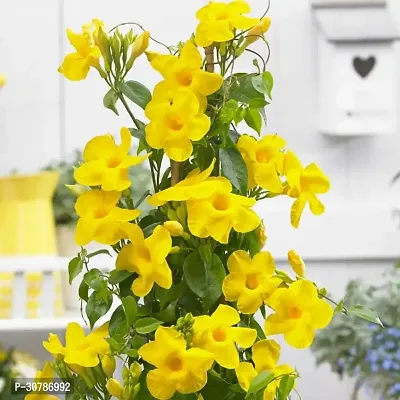 Yellow Climber Mandevilla Live Flower Plant upto 2ft Height Grown from Cuttings Peela ful Plant Pack of 1-thumb2