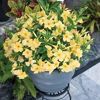 Yellow Climber Mandevilla Live Flower Plant upto 2ft Height Grown from Cuttings Peela ful Plant Pack of 1-thumb3