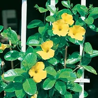 Yellow Mandevilla Live Plant Live Climber Flower Plant upto 2ft Height Grown from Cuttings Yellow Variety Plant Pack of 1-thumb3