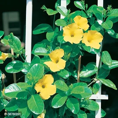 Yellow Mandevilla Live Plant Live Climber Flower Plant upto 2ft Height Grown from Cuttings Yellow Variety Plant Pack of 1-thumb4