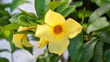 Exotic Yellow Climber Mandevilla Early Flowering Live Flower Plant upto 2ft Height Grown from Cuttings Yellow Variety Pack of 1-thumb3