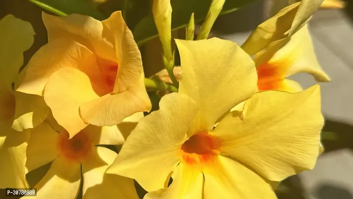 Exotic Yellow Climber Mandevilla Early Flowering Live Flower Plant upto 2ft Height Grown from Cuttings Yellow Variety Pack of 1-thumb5