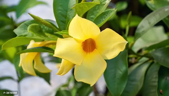 Mature Climber Yellow Mandevilla Live Plant Live Flower Plant Yellow Variety upto 2ft Height Pack of 1-thumb2