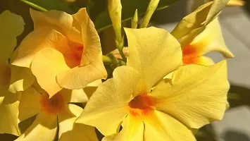 Mature Climber Yellow Mandevilla Live Plant Live Flower Plant Yellow Variety upto 2ft Height Pack of 1-thumb2