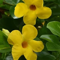 Mature Climber Yellow Mandevilla Live Plant Live Flower Plant Yellow Variety upto 2ft Height Pack of 1-thumb4