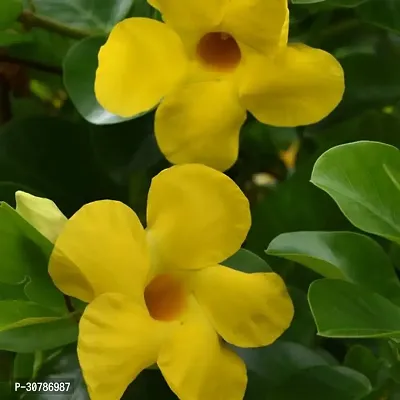 Yellow Mandevilla Live Flower Plant upto 2ft Height Early Flowering Pack of 1-thumb3