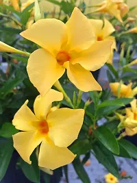 Yellow Mandevilla Live Flower Plant upto 2ft Height Early Flowering Pack of 1-thumb4