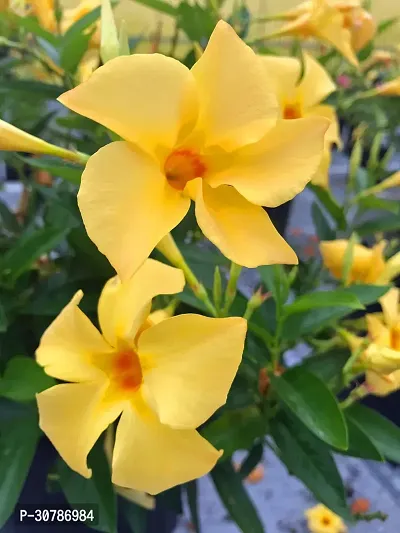 Exotic Yellow Mandevilla Live Flower Plant upto 2ft Height Grown from Cuttings Pack of 1-thumb2