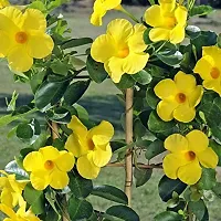 Exotic Yellow Mandevilla Live Flower Plant upto 2ft Height Grown from Cuttings Pack of 1-thumb2