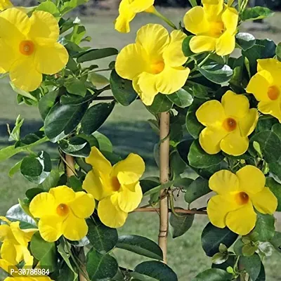 Exotic Yellow Mandevilla Live Flower Plant upto 2ft Height Grown from Cuttings Pack of 1-thumb3