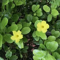 Exotic Yellow Mandevilla Live Flower Plant upto 2ft Height Grown from Cuttings Pack of 1-thumb3