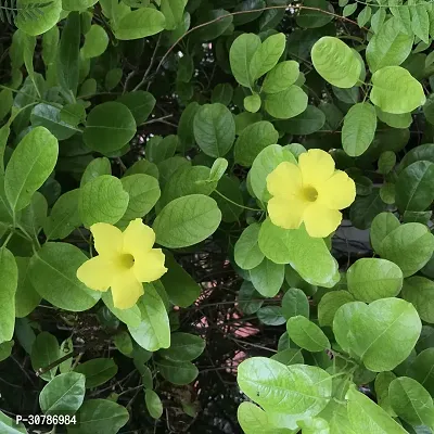 Exotic Yellow Mandevilla Live Flower Plant upto 2ft Height Grown from Cuttings Pack of 1-thumb4