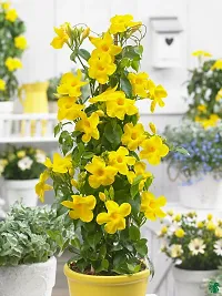 Exotic Yellow Mandevilla Live Flower Plant upto 2ft Height Grown from Cuttings Pack of 1-thumb4