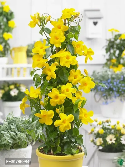 Exotic Yellow Mandevilla Live Flower Plant upto 2ft Height Grown from Cuttings Pack of 1-thumb5