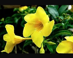 Exotic Yellow Mandevilla Live Plant Live Flower Plant upto 2ft Height Grown from mature Cuttings Pack of 1-thumb2