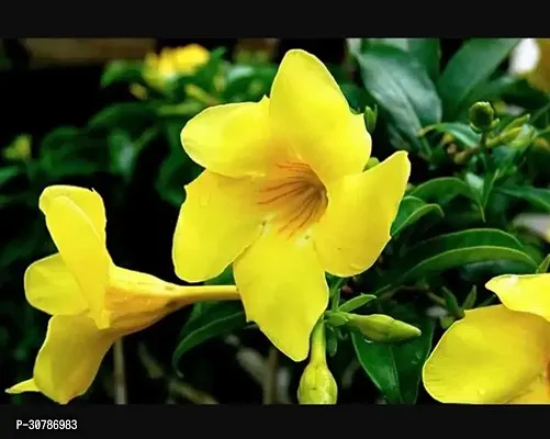 Exotic Yellow Mandevilla Live Plant Live Flower Plant upto 2ft Height Grown from mature Cuttings Pack of 1-thumb3