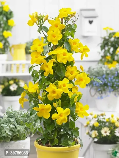 Exotic Yellow Mandevilla Live Plant Live Flower Plant upto 2ft Height Grown from mature Cuttings Pack of 1-thumb5