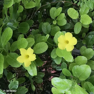 Rare Yellow Mandevilla Live Flower Plant Early Flowering upto 2ft Height Grown from Cuttings Pack of 1-thumb2