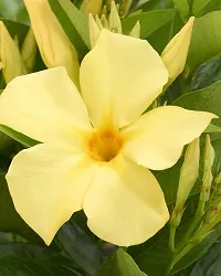 Rare Yellow Mandevilla Live Flower Plant Early Flowering upto 2ft Height Grown from Cuttings Pack of 1-thumb2