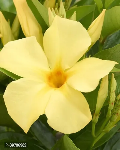 Rare Yellow Mandevilla Live Flower Plant Early Flowering upto 2ft Height Grown from Cuttings Pack of 1-thumb3