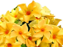 Exotic Yellow Mandevilla Live Plant Mature Live Flower Plant upto 2ft Height Yellow Variety Mandevillea Plant Pack of 1-thumb3