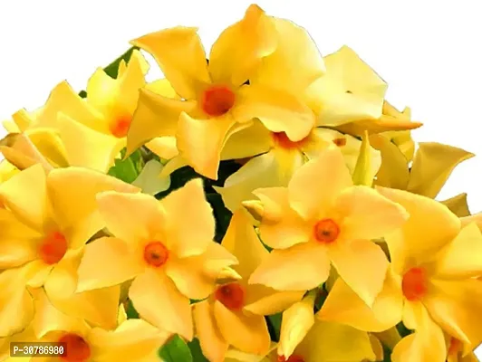 Exotic Yellow Mandevilla Live Plant Mature Live Flower Plant upto 2ft Height Yellow Variety Mandevillea Plant Pack of 1-thumb4