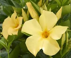 Exotic Yellow Mandevilla Live Plant Mature Live Flower Plant upto 2ft Height Yellow Variety Mandevillea Plant Pack of 1-thumb4