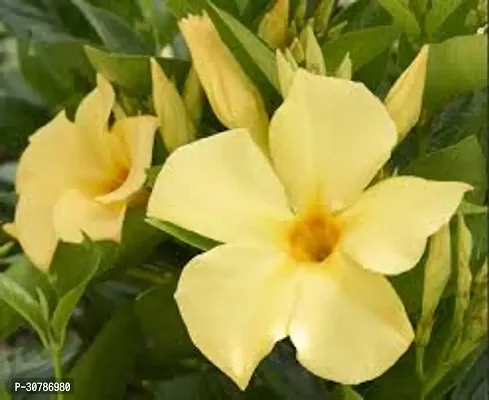 Exotic Yellow Mandevilla Live Plant Mature Live Flower Plant upto 2ft Height Yellow Variety Mandevillea Plant Pack of 1-thumb5