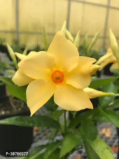 Rare Yellow Mandevilla Live Plant Live Flower Plant upto 2ft Height Grown from Cuttings Pack of 1-thumb3