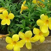 Rare Yellow Mandevilla Live Plant Live Flower Plant upto 2ft Height Grown from Cuttings Pack of 1-thumb3