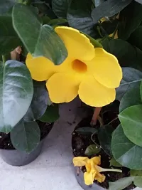 Rare Yellow Mandevilla Live Plant Live Flower Plant upto 2ft Height Grown from Cuttings Pack of 1-thumb4