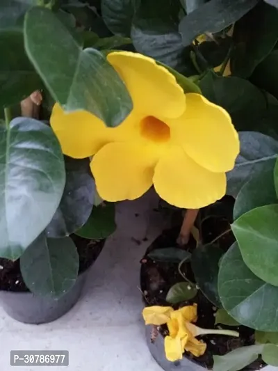 Rare Yellow Mandevilla Live Plant Live Flower Plant upto 2ft Height Grown from Cuttings Pack of 1-thumb5