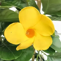 Rare Yellow Mandevilla Live Plant Live Mature Flower Plant upto 2ft Height Yellow Variety Plant Pack of 1-thumb2