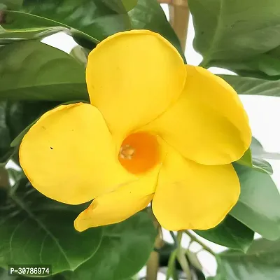 Rare Yellow Mandevilla Live Plant Live Mature Flower Plant upto 2ft Height Yellow Variety Plant Pack of 1-thumb3