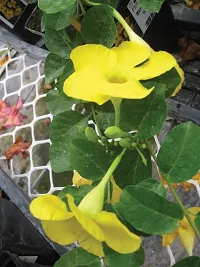 Rare Yellow Mandevilla Live Plant Live Mature Flower Plant upto 2ft Height Yellow Variety Plant Pack of 1-thumb4