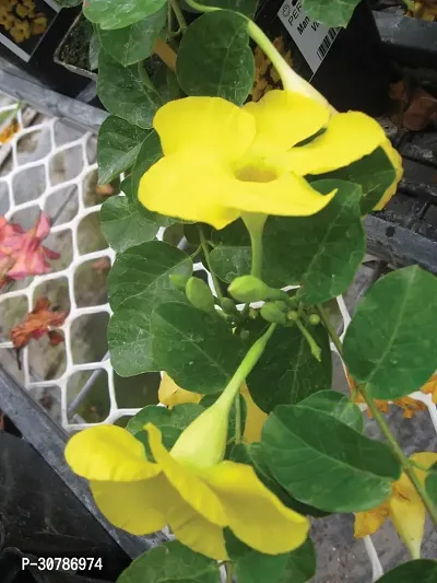 Rare Yellow Mandevilla Live Plant Live Mature Flower Plant upto 2ft Height Yellow Variety Plant Pack of 1-thumb5