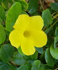 Rare Yellow Mandevilla Live Plant Live Mature Flower Plant upto 2ft Height Yellow Variety Plant Pack of 1-thumb3