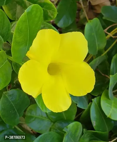 Peela Mandevilla ka Paudha | Mature Yellow Mandevilla Live Flower Plant upto 2ft Height  Grown from Cuttings Pack of 1-thumb5