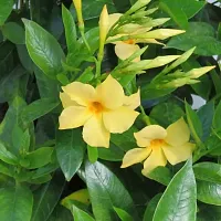 Peela Mandevilla ka Paudha | Mature Yellow Mandevilla Live Flower Plant upto 2ft Height  Grown from Cuttings Pack of 1-thumb3