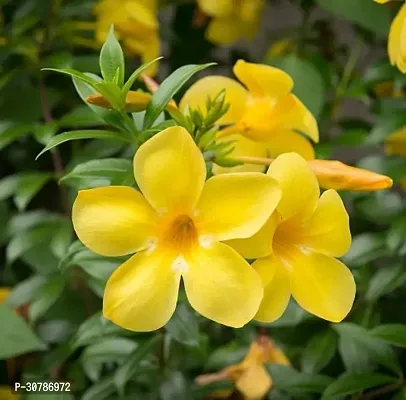 Yellow Mandevilla Live Flower Plant upto 2ft Height Grown from Cuttings Peela ful Plant Pack of 1-thumb5