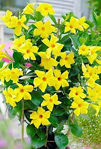 Yellow Mandevilla Live Plant Live Flower Plant upto 2ft Height Grown from Cuttings Yellow Variety Plant Pack of 1-thumb4