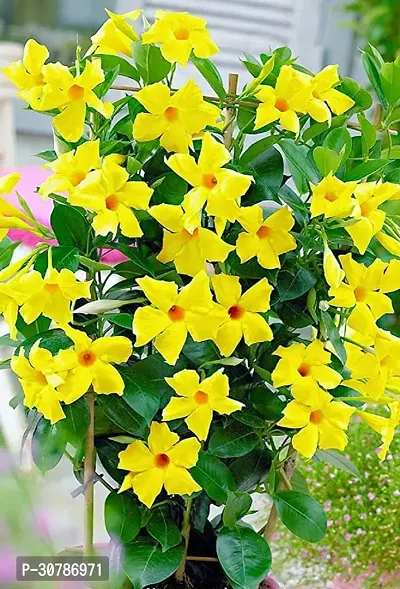 Yellow Mandevilla Live Plant Live Flower Plant upto 2ft Height Grown from Cuttings Yellow Variety Plant Pack of 1-thumb5