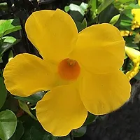 Yellow Mandevilla Live Plant Live Flower Plant Early Flowering upto 2ft Height Grown from Cuttings Yellow Variety Pack of 1-thumb4