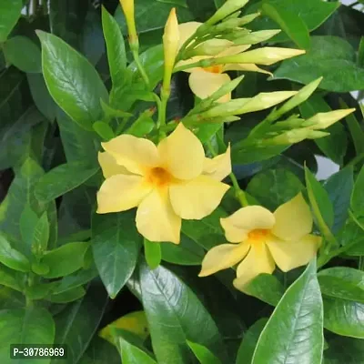 Exotic Yellow Mandevilla Early Flowering Live Flower Plant upto 2ft Height Grown from Cuttings Yellow Variety Pack of 1-thumb0