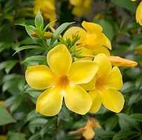 Exotic Yellow Mandevilla Early Flowering Live Flower Plant upto 2ft Height Grown from Cuttings Yellow Variety Pack of 1-thumb1