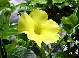 Exotic Yellow Mandevilla Early Flowering Live Flower Plant upto 2ft Height Grown from Cuttings Yellow Variety Pack of 1-thumb4