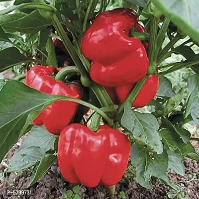 Red Capsicum / Laal Shimla Mirch / Red Bell Pepper Vegetable Seeds-thumb0